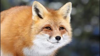 Ira (Vixen Form)‘s Sound Effects