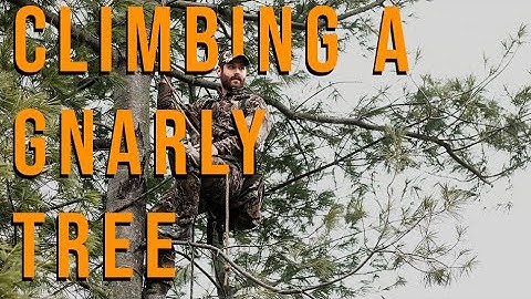 How to SAFELY climb difficult trees - Saddle Hunting