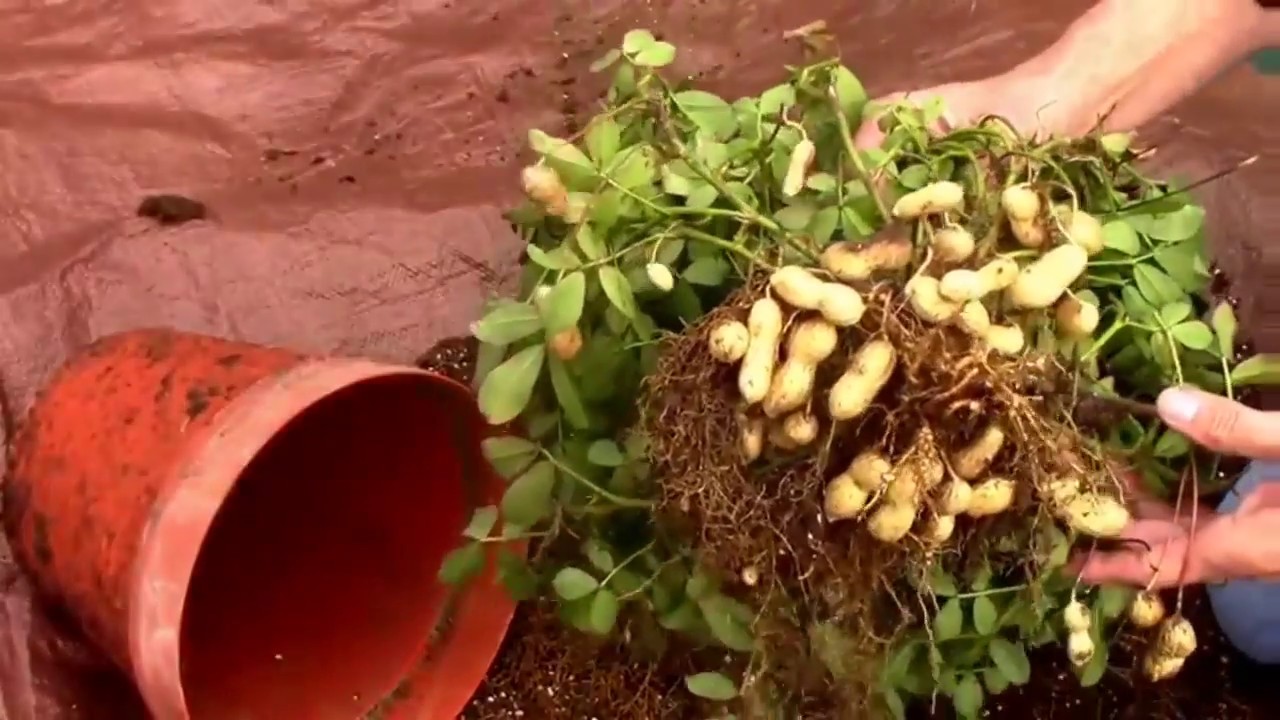 Growing groundnut (peanut) in pot ||Techs science 