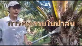 ปาล์มน้ำมัน ตัดปาล์ม งานง่าย ๆ palm cutter and cutting