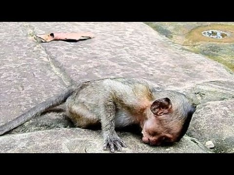Poor Baby Monkey Lori Very Drowsy Pity Baby Lori Very Tired Poor Baby Monkey Lori Very Drowsy Pity Baby Lori Very Tired