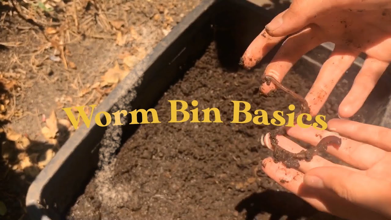 How to Maintain a Worm Bin! DowntoEarth Ph YouTube
