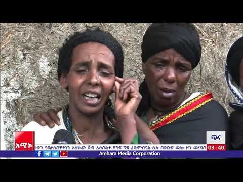 ቪዲዮ: የጥናት ትዕይንቶች ልጆች ከድመቶች እና ውሾች ይልቅ የቤት እንስሳት አይጦችን ባለቤት እንዲሆኑ ይመርጣሉ