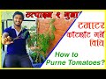 Golveda      how to remove suckers and off branches in tomato  prune it