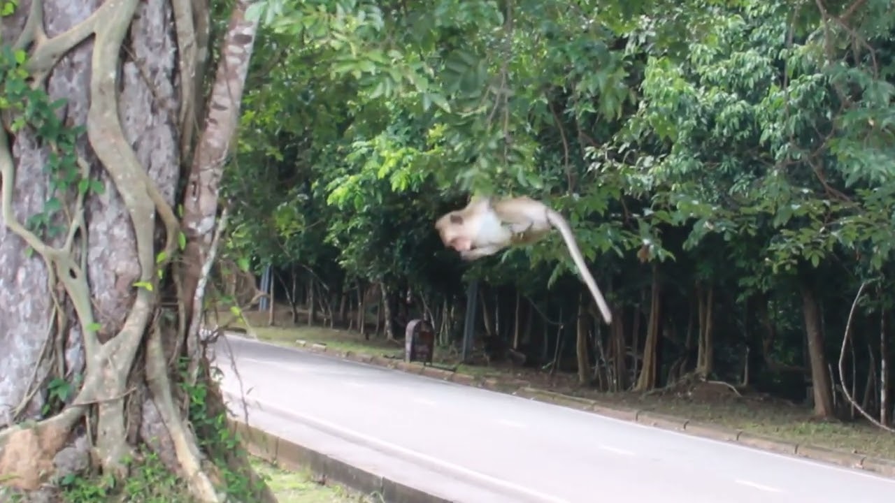 Monkeys eat leaves and grass YouTube