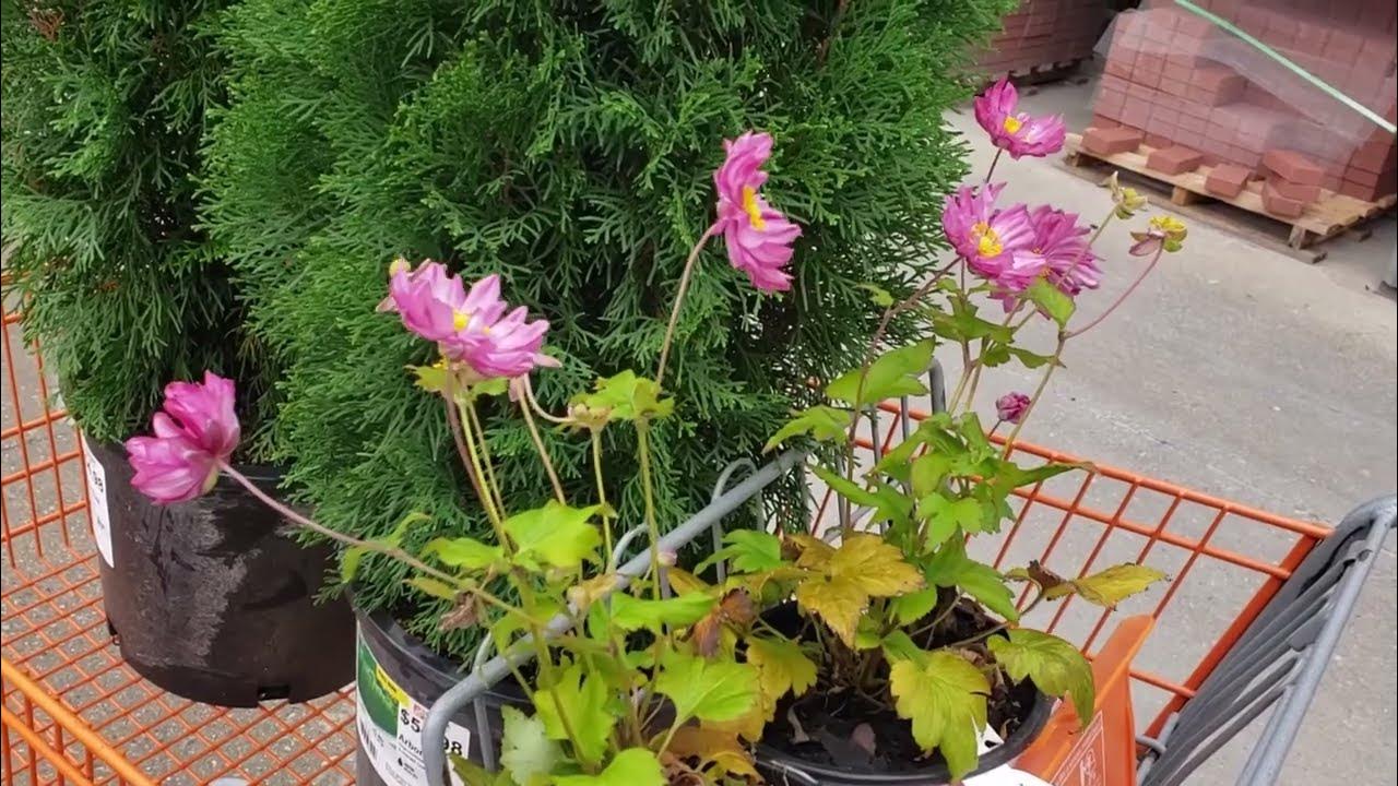 Arborvitae Shopping Lowe's & HD, Plus a Potential Land Property