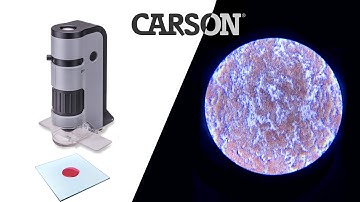 Carson Microflip 100-250x High Power Pocket  Microscope