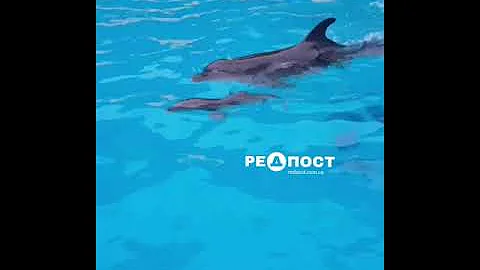 Детеныш дельфина родился в Харьковском дельфинарии НЕМО