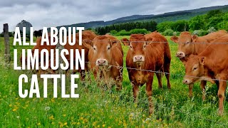 Limousin Cows – Breed Profile, Characteristics and Facts
