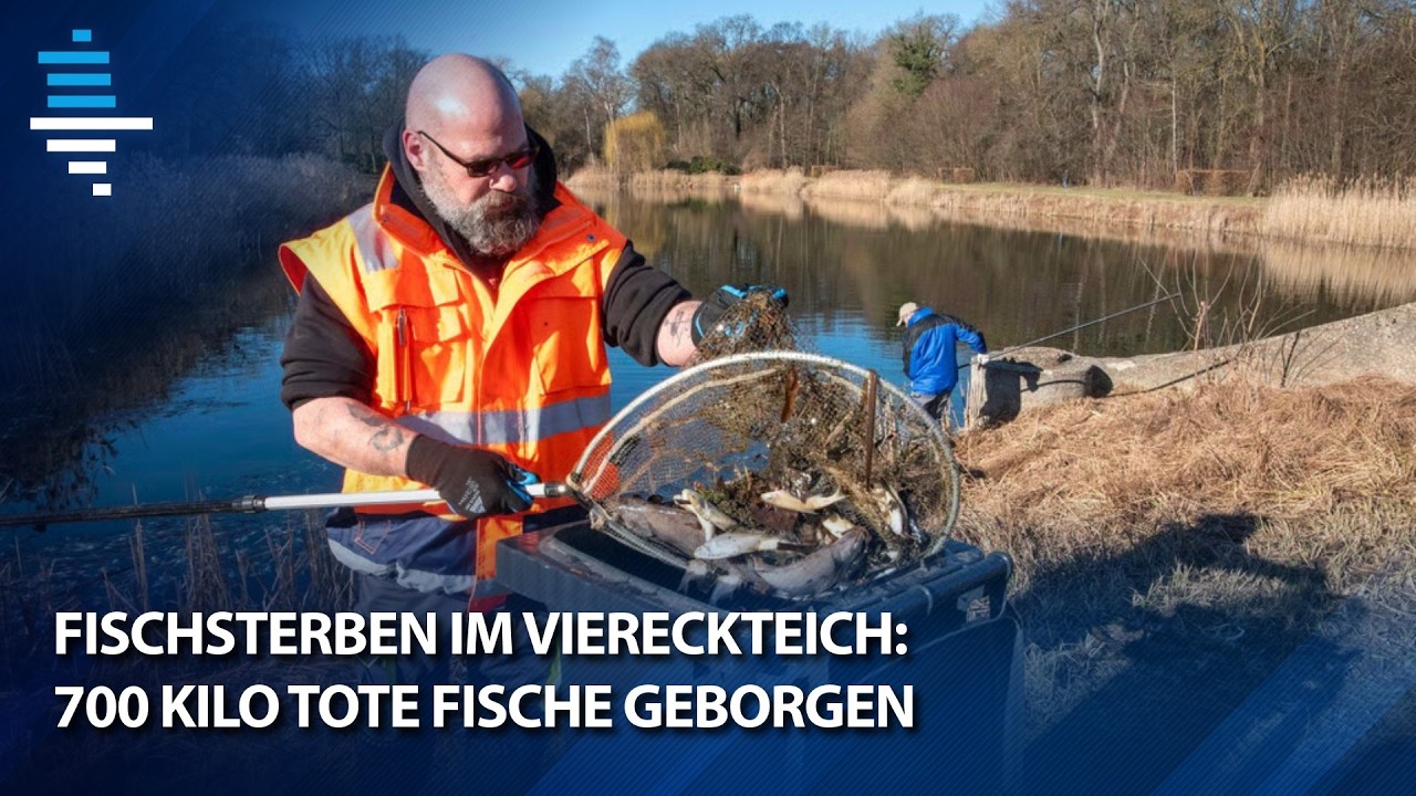Fischsterben im Viereckteich: 700 Kilo tote Fische geborgen