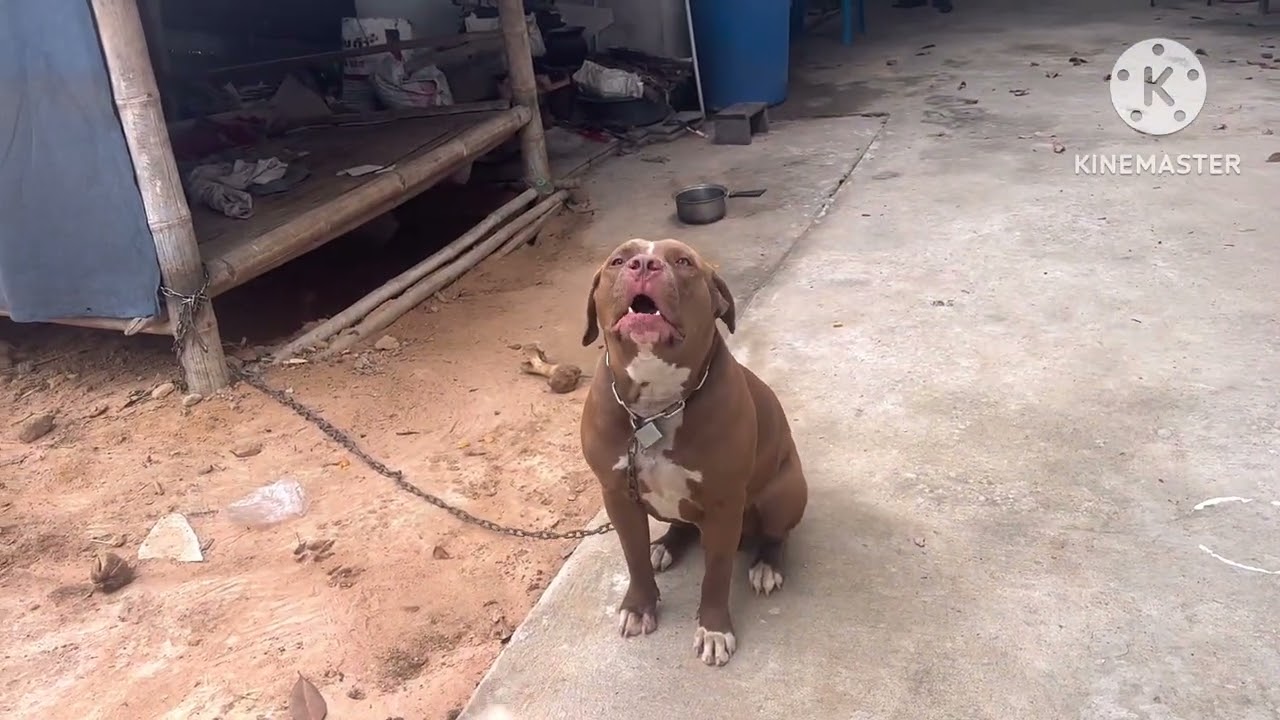 สงสัยไหมนกใหม่ทำไมถึงเล่น , นกใหม่ทำไมสู้นกดี, นกใหม่ทำไมจับเฉลยได้ คลิปนี้มีคำตอบ @คําสอนสุระมณี 