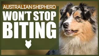 How To Stop Your AUSTRALIAN SHEPHERD BITING