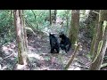 Meidase Trail Camera - View from above of bears wrestling. Part 9