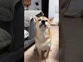 Furry friends love to play nonstop. Pets stay happy. @VaughnDa