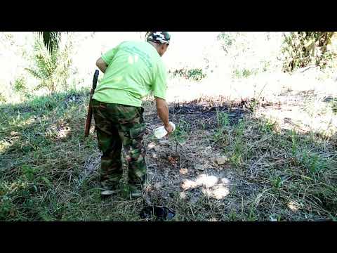 Menyiram Pokok Buah-Buahan Yang Hampir Mati