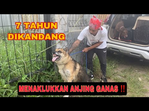 Video: Kekuatan Penyembuhan Anjing