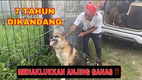 CONQUERING A FIERCE DOG THAT ITS OWNER THROWN ‼️ 7 YEARS IN A CAGE