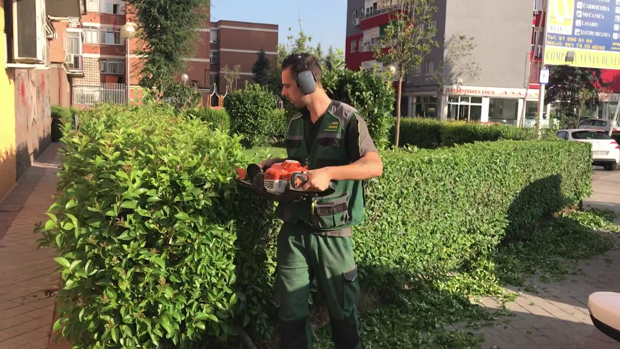 Jardineria pacheco - recorte de aligustre japonico