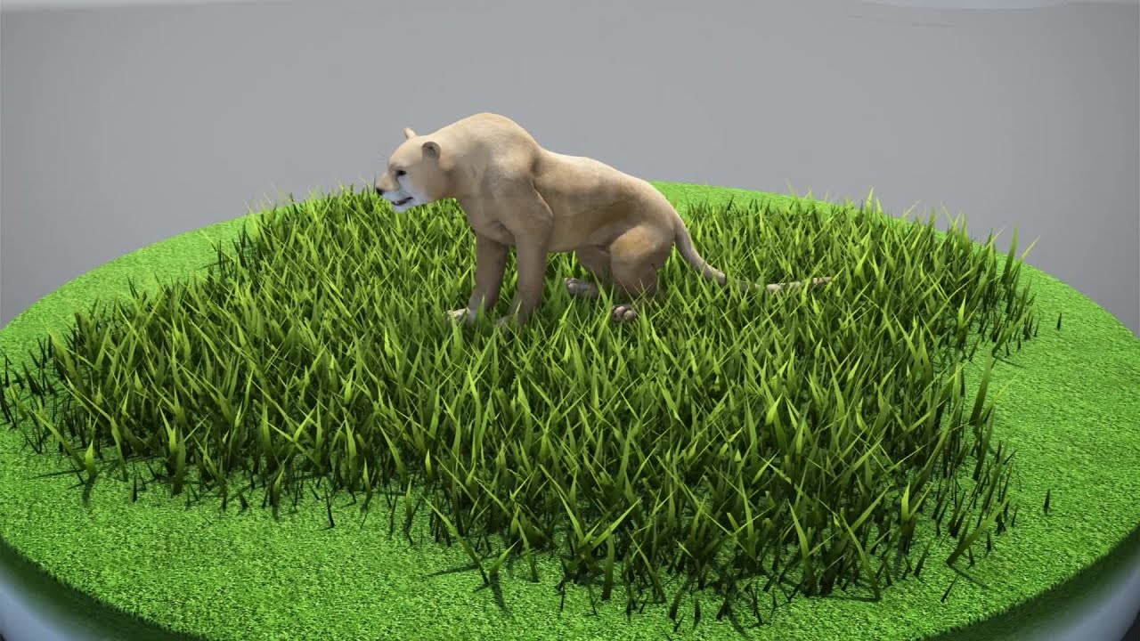 Researchers say large predators moving into expected areas YouTube