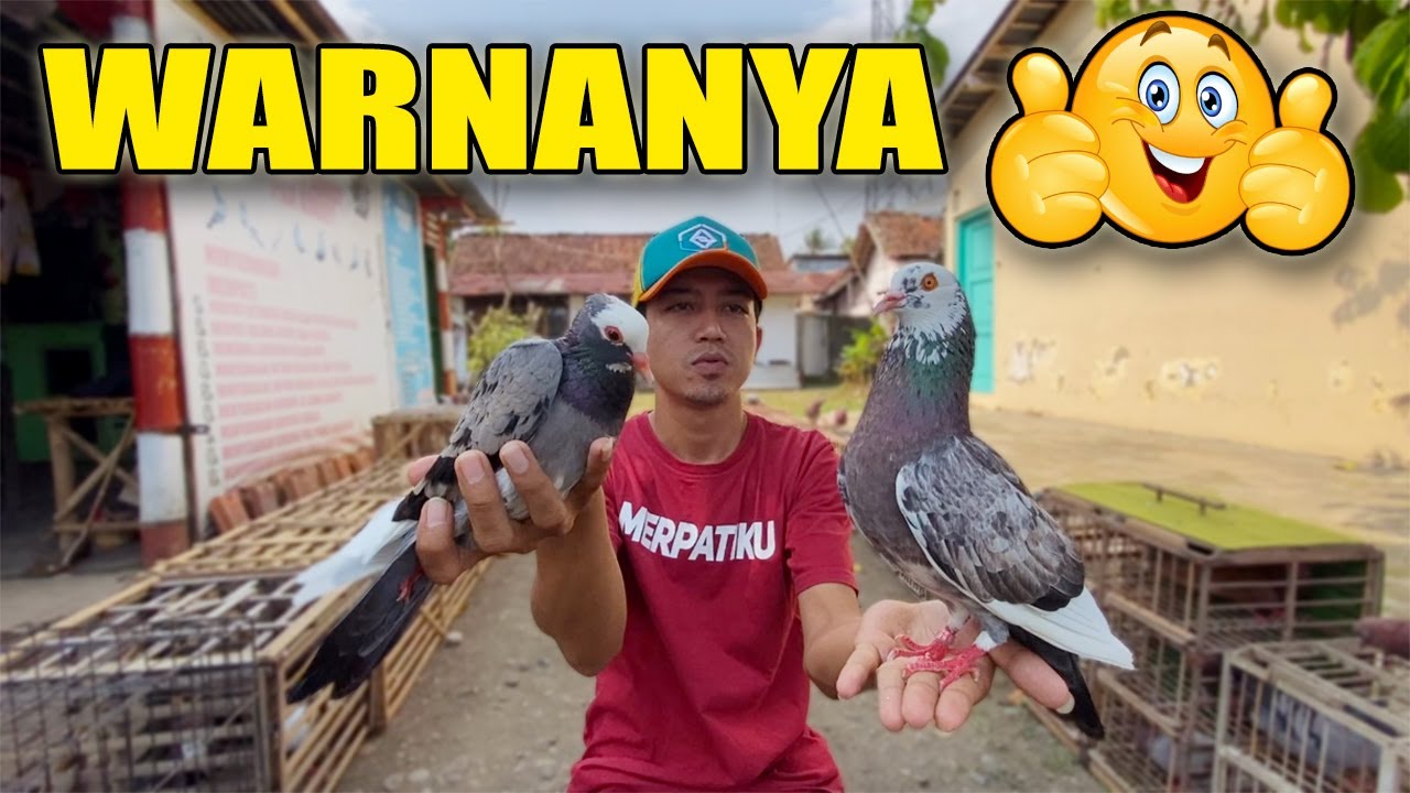 GREBEK KIOS BURUNG MERPATI TEPI JALAN RAYA