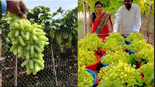 Grapes Harvesting video
