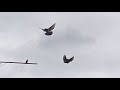 15 04 2021г голуби в моей жизни.Сельские голуби Новоалександровска.