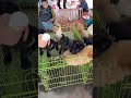 Puppies in Cages at Morning Pet Market – Full Walkthrough &amp; Livestream Adoption Preview
