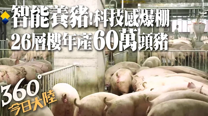 "養豬"也能科技感爆棚? 直擊!26層「大樓養殖場」年產"60萬"頭豬 超嚴格消殺!入內請洗2次澡【360°今日大陸】20221102 @Global_Vision - 天天要聞