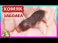 ЧТО С ПОСЛЕДНИМ ХОМЯЧОНКОМ? / ЧТО СЛУЧИЛОСЬ У ХОМКИ? / ФАНТА НАС НАПУГАЛА! / Alisa Easy Pets