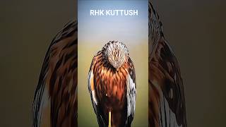 rhk kuttush training match nock #freefire #freefireclips #freefirevideos #shorts