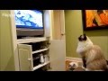 Tv Ragdoll