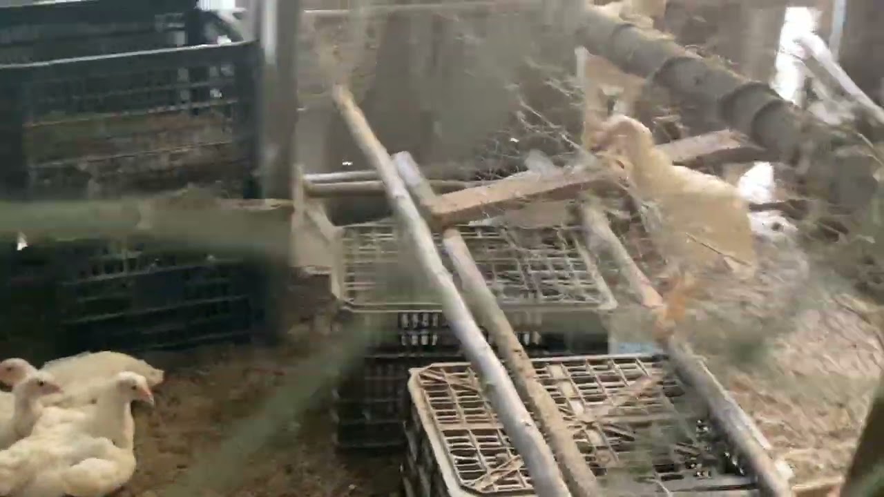 พาชมคอกไก่ยักษ์บราซิล #ไก่ยักษ์บราซิล #chicken #ไก่ยักษ์ #farming 