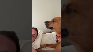 Funny Dog Core #dogs #cats #funnypets