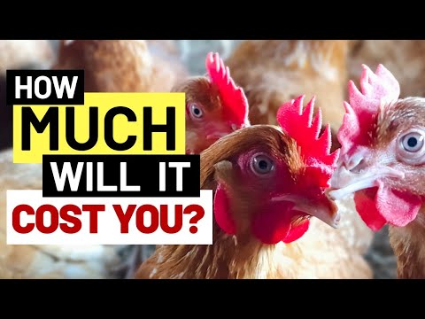 How Much Does It Cost To Start a Poultry Farm? - YouTube