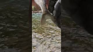 Продолжаем рыбачить. Клюют сразу по два!!!!🤣🤣🤣🤣 #горнаярека #рыбалка #алтай