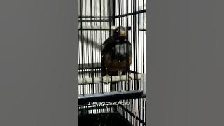 burung jalak lawu gacor