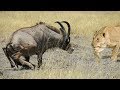 Epic Battle Between Lions and a Roan Antelope