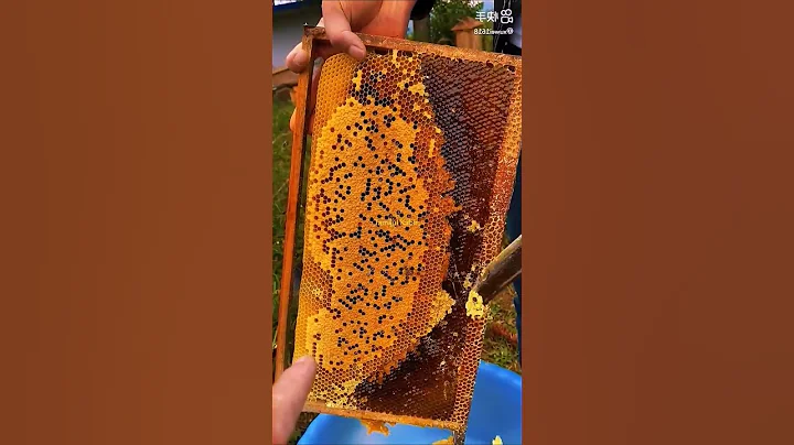 Endless Honey Flow from This Incredible Beehive 😱🍯 #trending  #shorts  #honey @RuBel8002