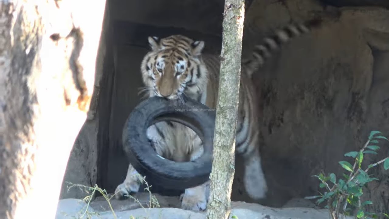 2022-1020 Female Siberian tiger having a blast with a tire