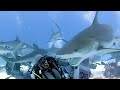 Caribbean Reef Shark Dive
