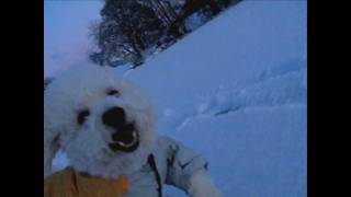 Dogs are playing in the snow 300fps