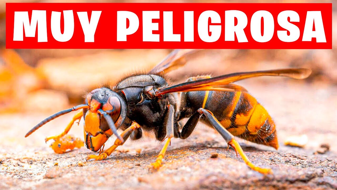 Entérese: https://www.semana.com/mundo/articulo/la-carretera-mas-peligrosa -del-mundo -esta-en-latinoamerica-causaba-300-muertes-al-ano-y-google-maps-aun-la-sugiere/202552/, image size:1280x720
