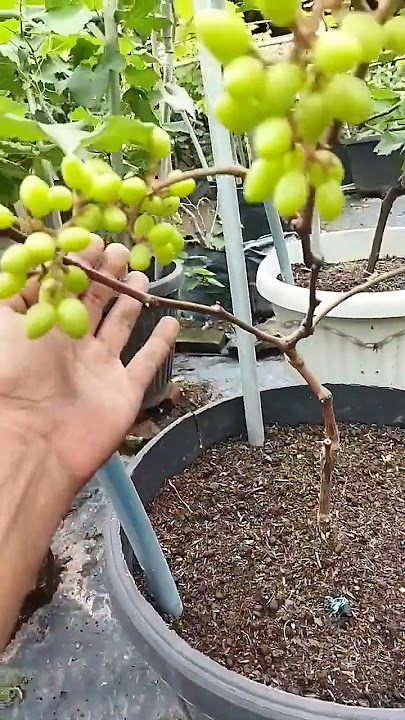 Anggur jupiter 2 bulan berbuah
