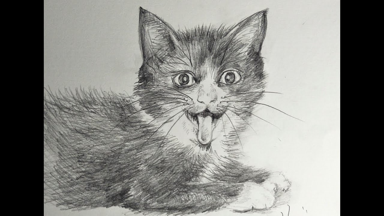 How to draw a cat with pencil 素描大嘴猫Jin EP048 - YouTube