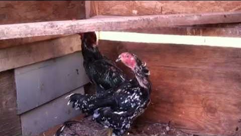 Qaib Thai & Spangle Hen