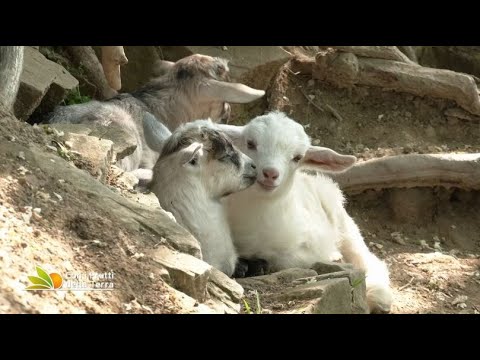 Video: Cappuccini marroni: stile di vita in natura, allevamento