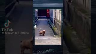 смешные собаки 😂 смотри ты тоже #rek
