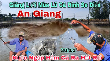  Giăng Lưới Mùa Lũ Cá Dính Se Diền Nước Ngập Hầm Cá Ra Hết Rồi 2025