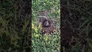 gopher visits us and says hi :) #gopher #nature #wildlife #summer #park #sandiego