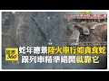 絲滑奇景!大陸火車"蛇行走位"衝熱搜 網友搞笑:小青是妳嗎? 【國際360】20250209@全球大視野Global_Vision
